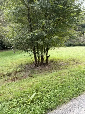 Foto treephoto-im6d5ysw165g7wh3b49c5dkr.jpeg