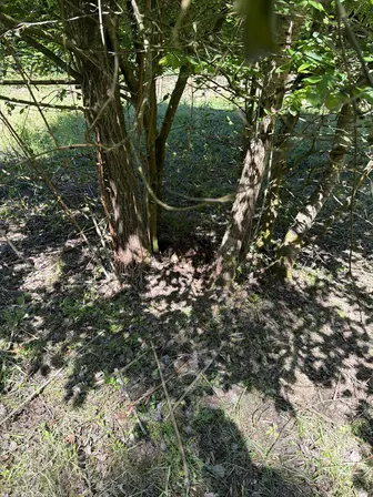 Foto treephoto-nj94uyoswkooq1xbqfupy1u8.jpeg