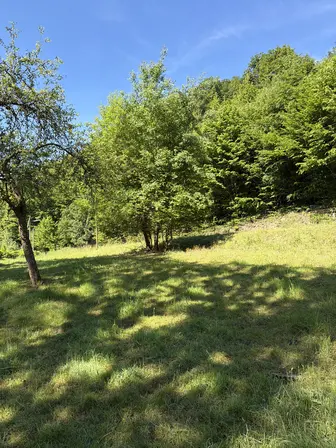 Foto treephoto-nxcd7p9kus1fhhiadfr6283m.jpeg