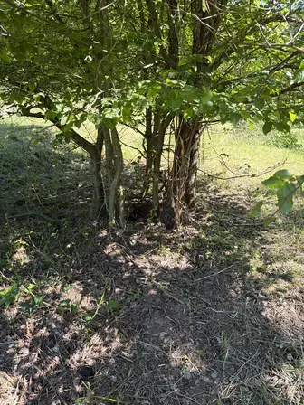 Foto treephoto-utpvepvyz179li37cj1hw8s2.jpeg