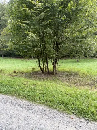 Foto treephoto-xrv4f905pnm16hwei2tryt2k.jpeg