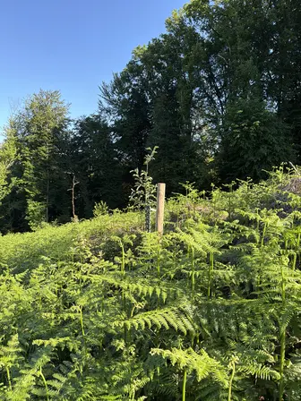 Foto treephoto-aj0fafe5wp7taoahfvjjqhgw.jpeg