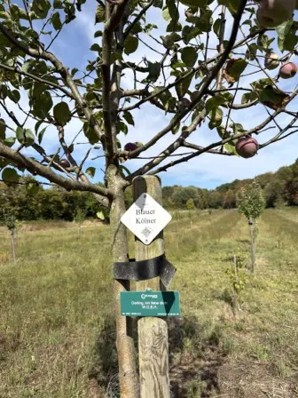 Foto treephoto-efwtpwi0nuivz4ntue14vn15.jpeg
