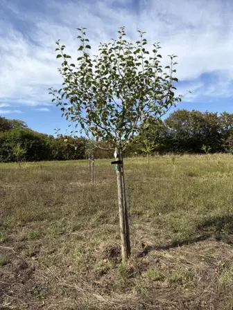 Foto treephoto-o3o103iokeoczz48tplxomln.jpeg