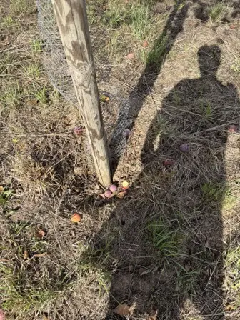 Foto treephoto-uczp3u60zmx1dcptya8fw0xe.jpeg