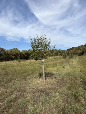 Foto treephoto-vow2fu7g4hadvd1kp7vdnryk.jpeg