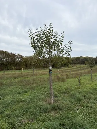 Foto treephoto-y58pom40n048gbxx6zthvntd.jpeg