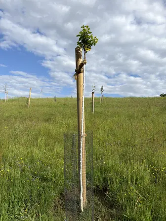 Foto treephoto-jcsoeocc6lu76d7ny0hvndnu.jpeg