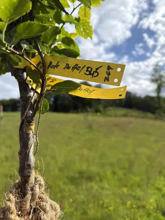 Foto treephoto-ldh55okv9fitb0ht4m23v8vi.jpeg