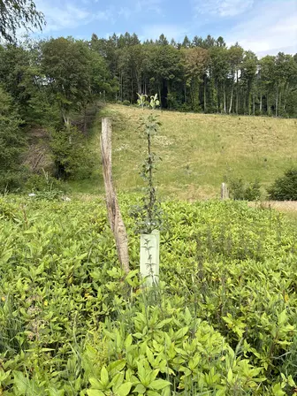 Foto treephoto-bzksxtlkt6n4qwzfwe2p51kw.jpeg
