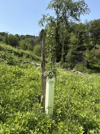 Foto treephoto-nq2gx2tofomx07peeqs3yjkh.jpeg