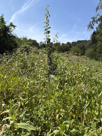 Foto treephoto-o2axxk3j3ad6a3dgz3cwedcd.jpeg