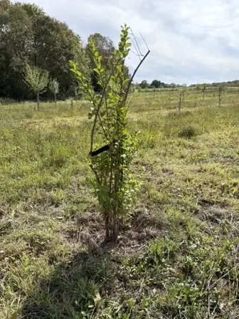 Foto treephoto-mttw9hbuc20x3oj7oqu5vo02.jpeg