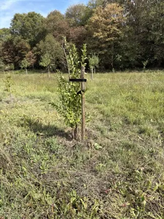 Foto treephoto-vps1iq073tszn9fehj2cd2xv.jpeg
