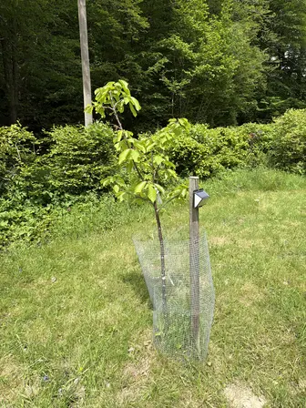 Foto treephoto-d0nabzdrld1tj2oiadikmobo.jpeg