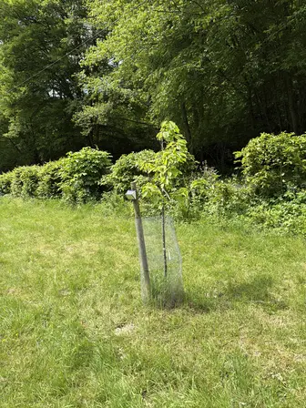 Foto treephoto-r4mksr8ss9f2rwtcrndilj3x.jpeg