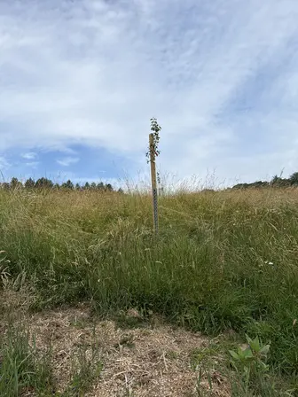 Foto treephoto-ehnf5472xpscsk9c7l4msjku.jpeg