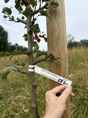 Foto treephoto-gr2xdwgbdthz6m5t2c80u67i.jpeg