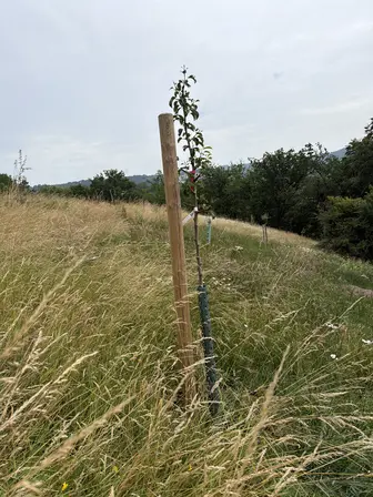 Foto treephoto-jywmpdafmawxksx3wk7z1n5j.jpeg