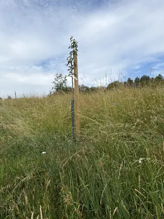 Foto treephoto-l84c6pe671kgnkrcqkdj7kyy.jpeg