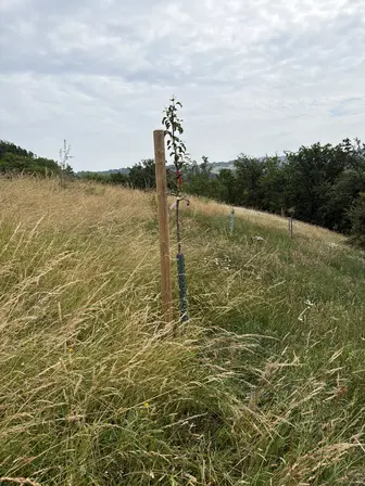 Foto treephoto-nf9zyacnpxedhba2vbg2pcpf.jpeg
