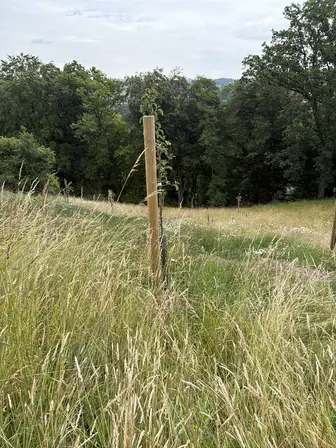 Foto treephoto-qco2giyazovq2de5xoha35nx.jpeg