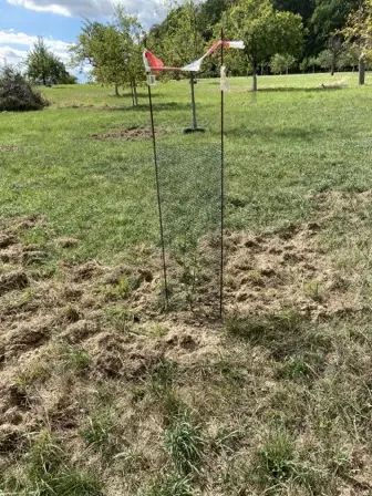 Foto treephoto-hmgmatqzx5jc7n60n2kgby9o.jpeg
