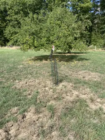 Foto treephoto-n309l063cmyobx3orlbfdkmk.jpeg
