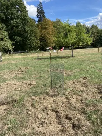 Foto treephoto-osywnoe9katxsx4fbykhacv5.jpeg