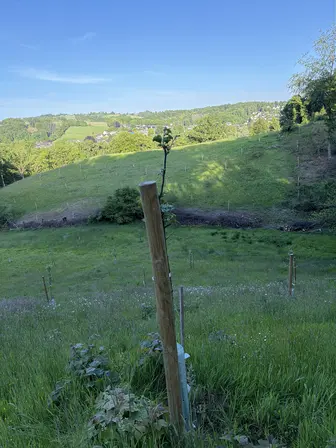 Foto treephoto-gerg306f7gdkknav66lwrqy8.jpeg