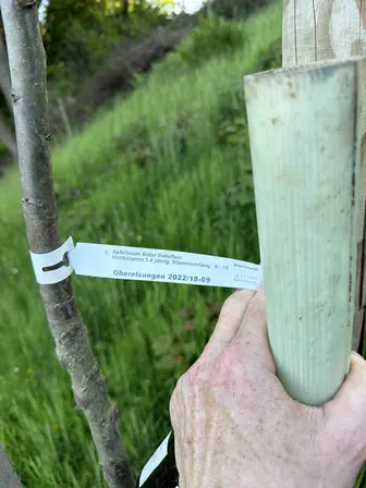 Foto treephoto-icrp5xp2583i69ijlnd94zsy.jpeg