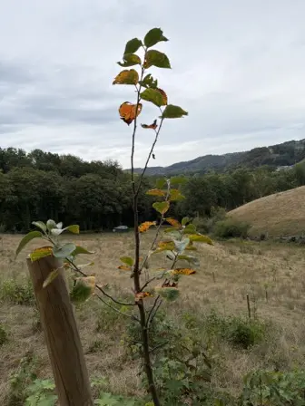 Foto treephoto-k52yk7ctw3zq6noe0zprzdgl.jpeg