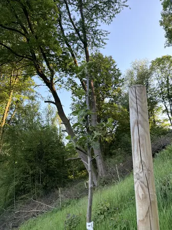 Foto treephoto-ol87633x14pnvy3ug0itvb59.jpeg