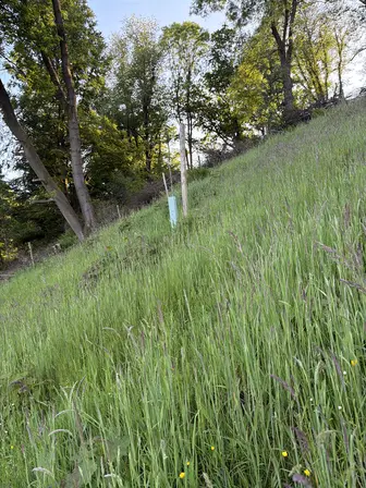 Foto treephoto-oxa3tlc51mli272c2oypdzrs.jpeg