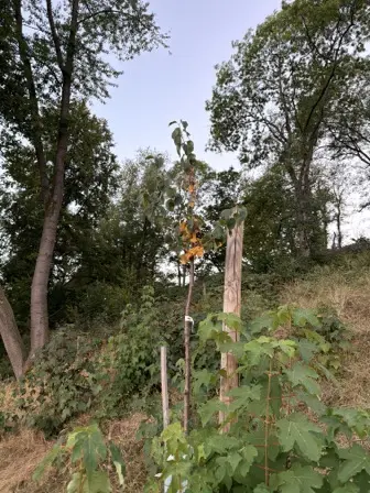 Foto treephoto-p0izetwpujntzi1fnwpe0kk3.jpeg
