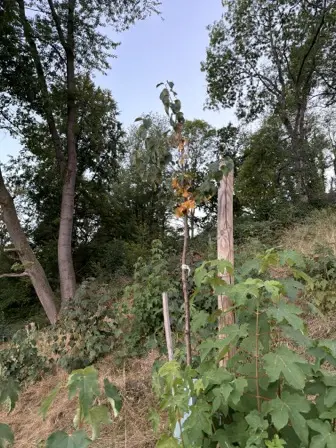 Foto treephoto-tm5bkg47nxhtqrr5ll4jfb5i.jpeg