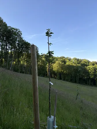 Foto treephoto-wchyc0n7wjyvojltqpu78t33.jpeg