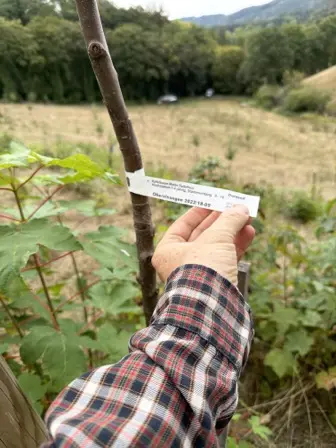 Foto treephoto-zey0c8k6damdwvyxrfcm14lu.jpeg