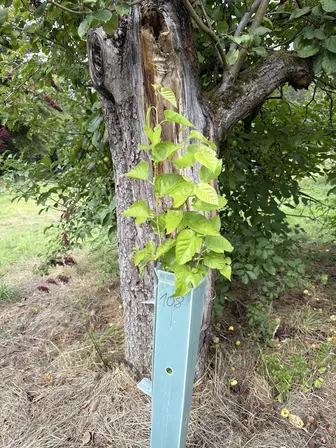 Foto treephoto-cn6cq1yrcrh2qbm48pbfutj8.jpeg