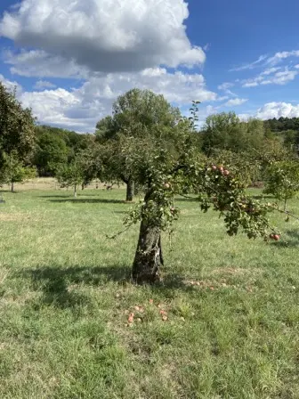 Foto treephoto-g3xstte06xr01gwwsipsb70l.jpeg