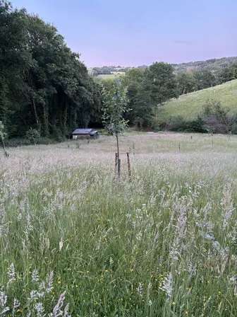 Foto treephoto-lg7fvjtdvmsfbshz2n42oier.jpeg