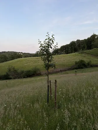 Foto treephoto-tk68zlrgo6f26rvp9kthe9v0.jpeg