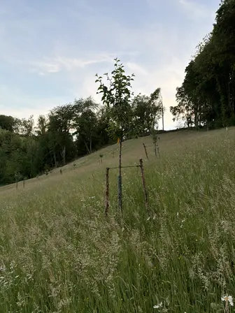 Foto treephoto-v2j8u5smy7moy2g7rue0tmr9.jpeg