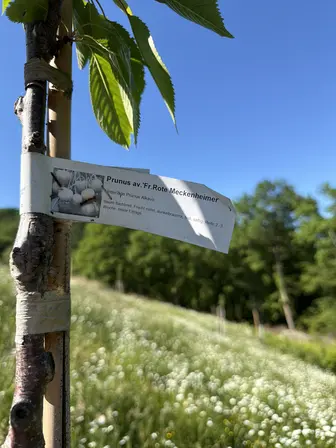 Foto treephoto-h33j441ylxnk55rgf6wjzh7t.jpeg