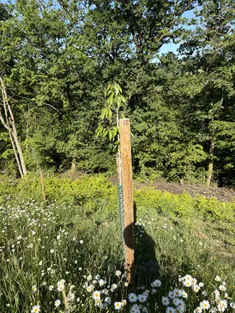 Foto treephoto-lwc13gmaqoocbwwid2fpcpde.jpeg