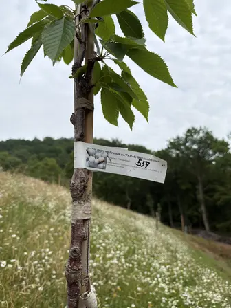 Foto treephoto-w4yf71w5wkdve2q9ergya1cn.jpeg