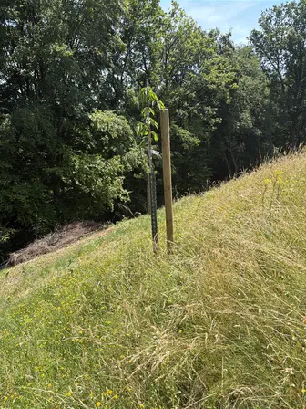 Foto treephoto-we94sk5r7famp06nqaf4hf04.jpeg