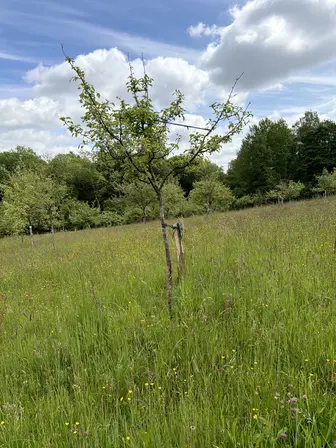 Foto treephoto-f0r1bufgr4u14fbnkvlb3klj.jpeg
