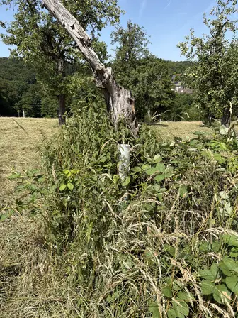 Foto treephoto-nhduo1qmxpbytzbpkx7he8e6.jpeg