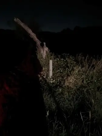 Foto treephoto-tdplx9801rakein4pxtu0gar.jpeg